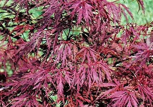 A close up horizontal image of the deep red foliage of 'Red Dragon' Japanese maple growing in the garden.
