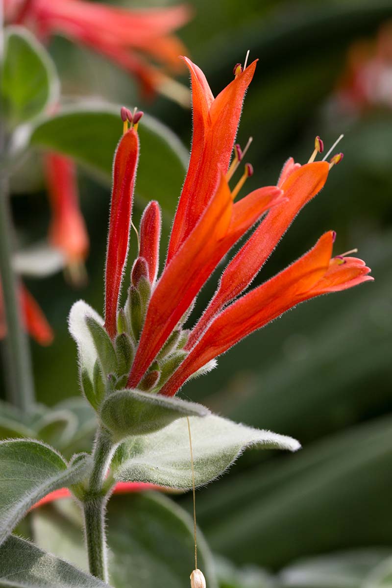 A close up vertical image of bright red Dicliptera squarrosa flowers growing in the autumn garden, pictured on a soft focus background.