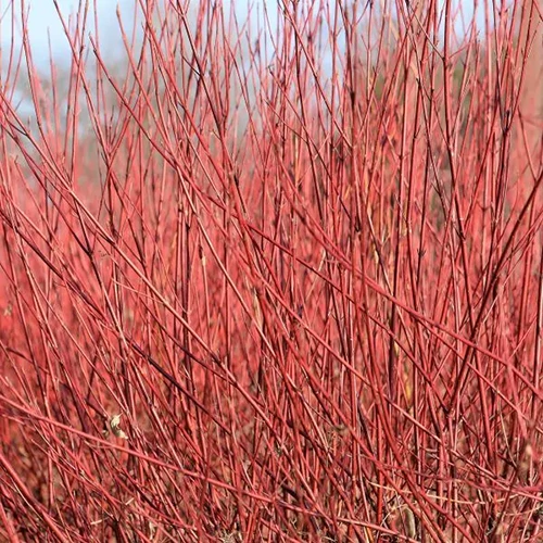 A square image of the bright red, bare stems of red osier dogwood in the fall garden.