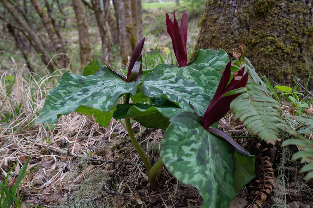 A close up horizontal image of Trillium kurabayashii growing in a woodland setting.