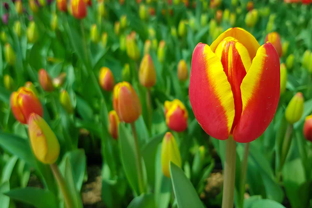 A close up horizontal image of red and yellow tulips in full bloom in the spring garden.