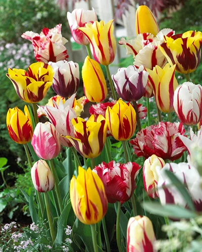 A close up square image of a variety of different Rembrandt tulips growing in the garden.