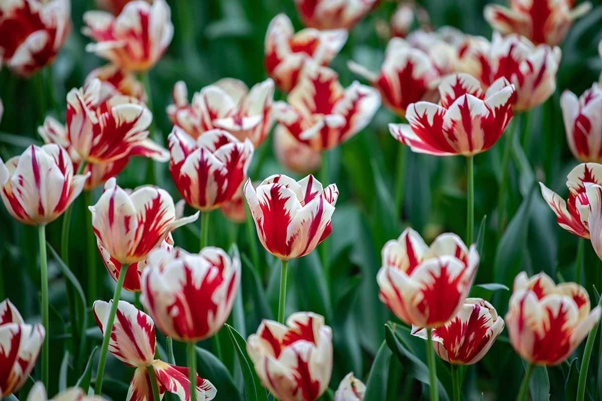 A horizontal image of red and white 'Grand Perfection' Rembrandt tulips growing en masse in the spring garden.