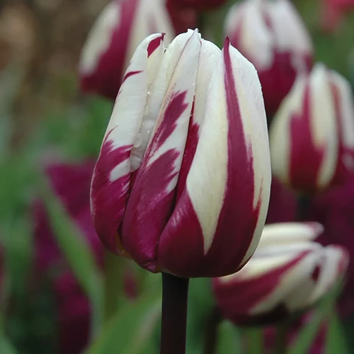 Um close-up de uma única flor 'Rem's Favorite' retratada em um fundo de foco suave.