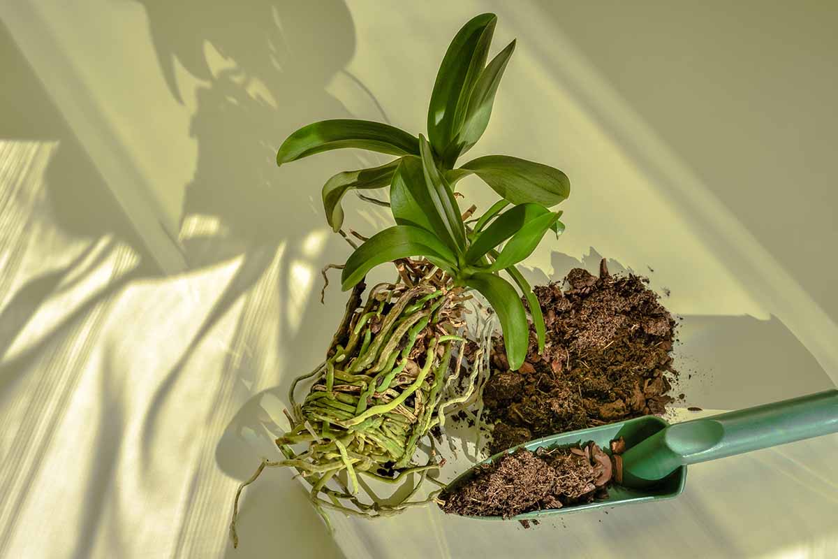 A close up horizontal image of an epiphyte removed from its container for repotting due to being root bound.
