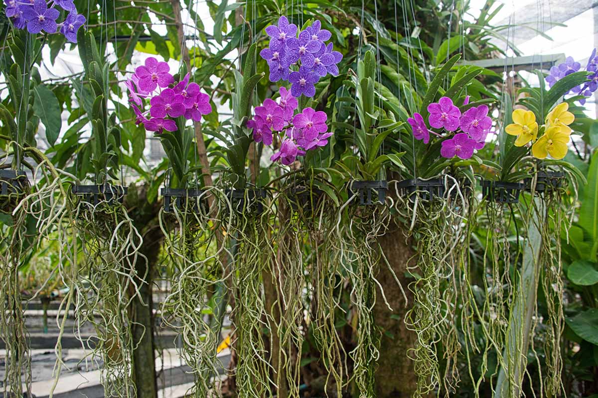 A close up horizontal image of orchids growing in hanging pots outdoors.