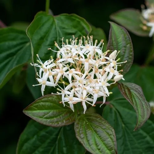 A close up square image of the small white flowers and textured foliage of the roughleaf dogwood.