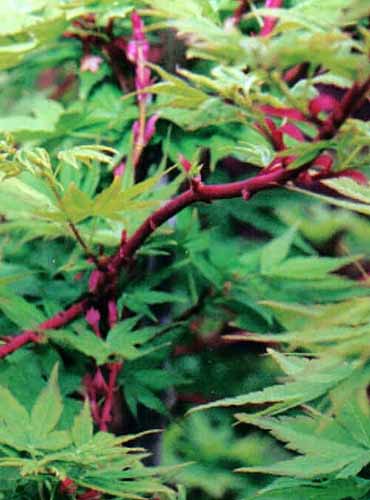 A close up vertical image of Acer palmatum 'Sango Kaku' growing in the garden.