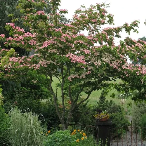 A square image of a flowering 'Satomi' dogwood tree growing in the garden.