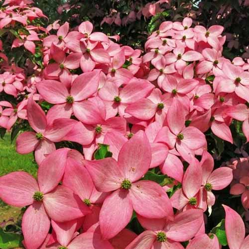 A close up square image of the bright pink flowers (bracts) of Scarlet Fire flowering dogwood pictured in bright sunshine.