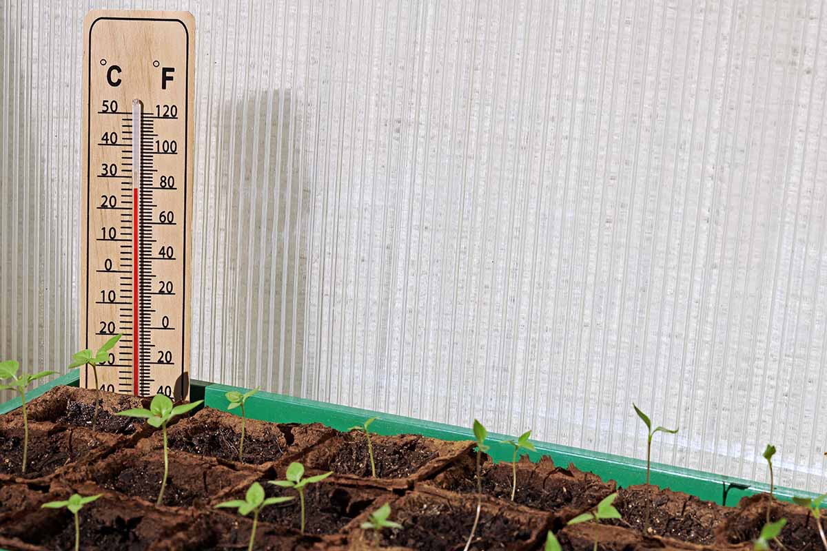 A close up horizontal image of seed trays with a thermometer monitoring the temperature.