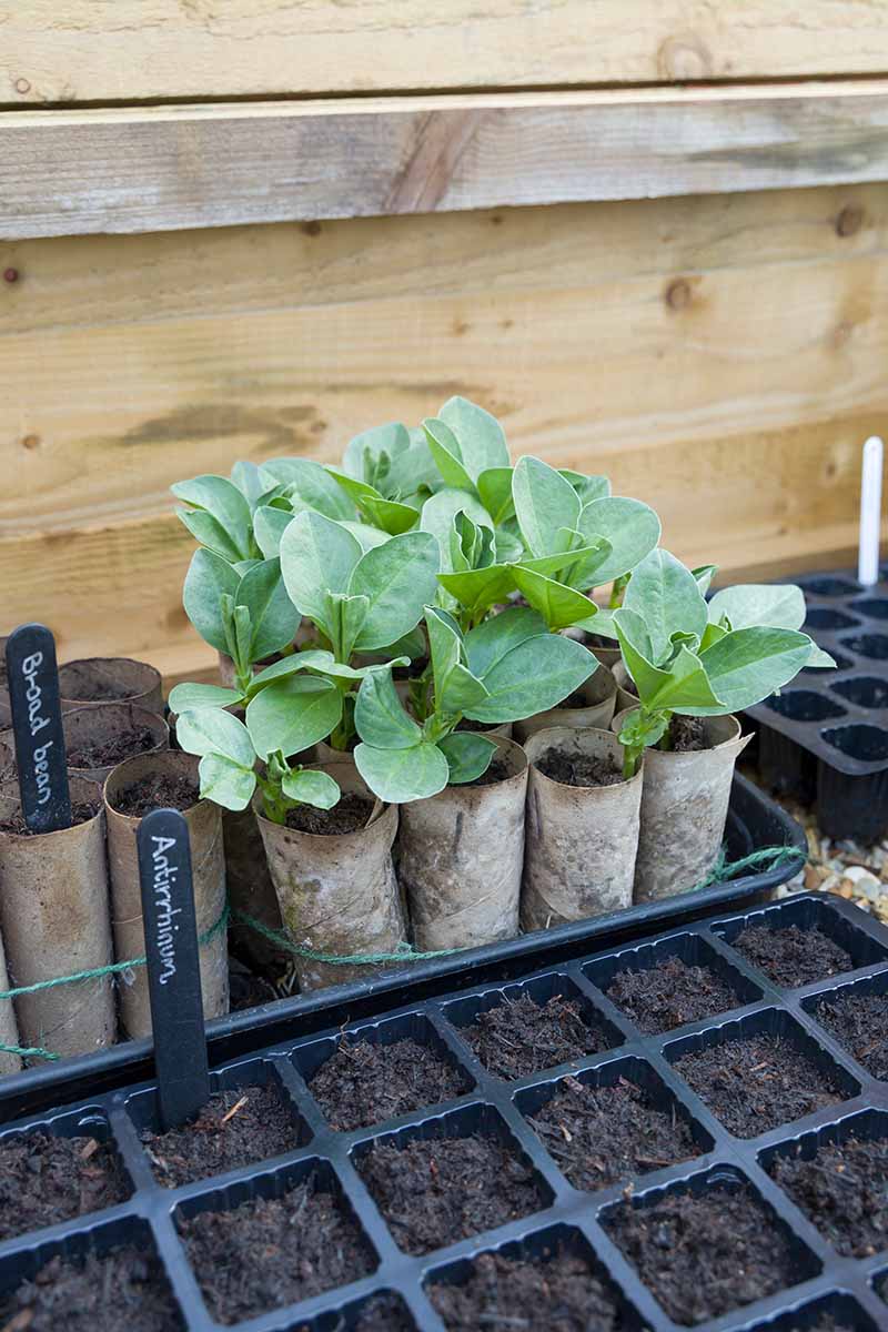 A vertical image of seed flats and toilet rolls with seedlings in them set outdoors in a wooden structure.