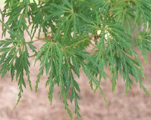 A close up of the light green foliage of 'Seriyu' Japanese maple growing in the garden.