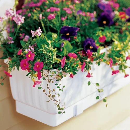 A close up square image of a self-watering window box with flowers cascading over the side.