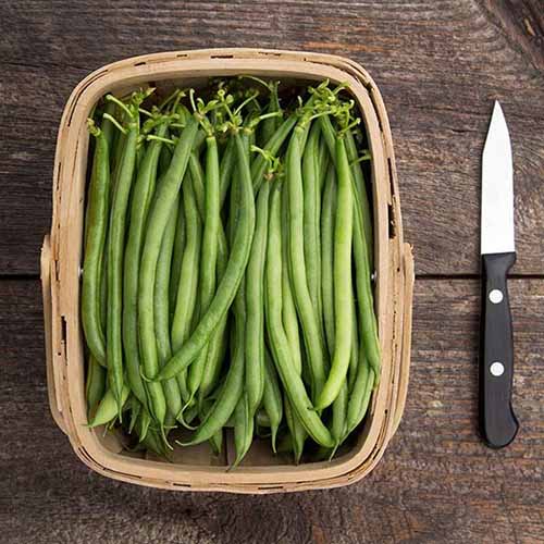 A square image of a wicker basket filled with freshly harvested 'Seychelles' beans set on a wooden surface with a knife to the right of the frame.
