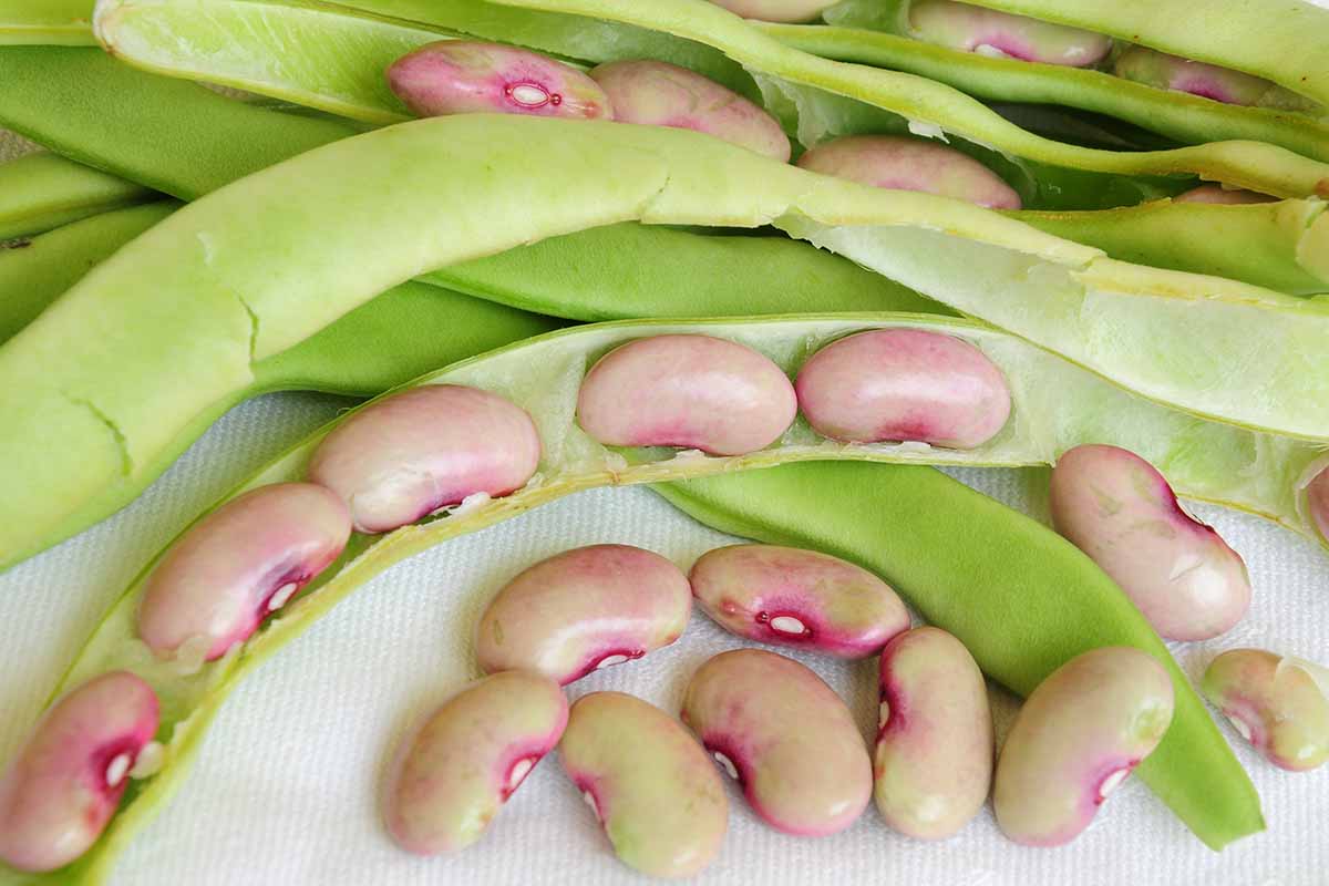 A close up horizontal image of shelling beans split open to reveal the seeds inside, to be used for drying or planting.