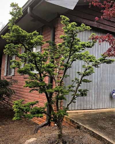 A close up of a small 'Shishigashira' tree growing in front of a residence.