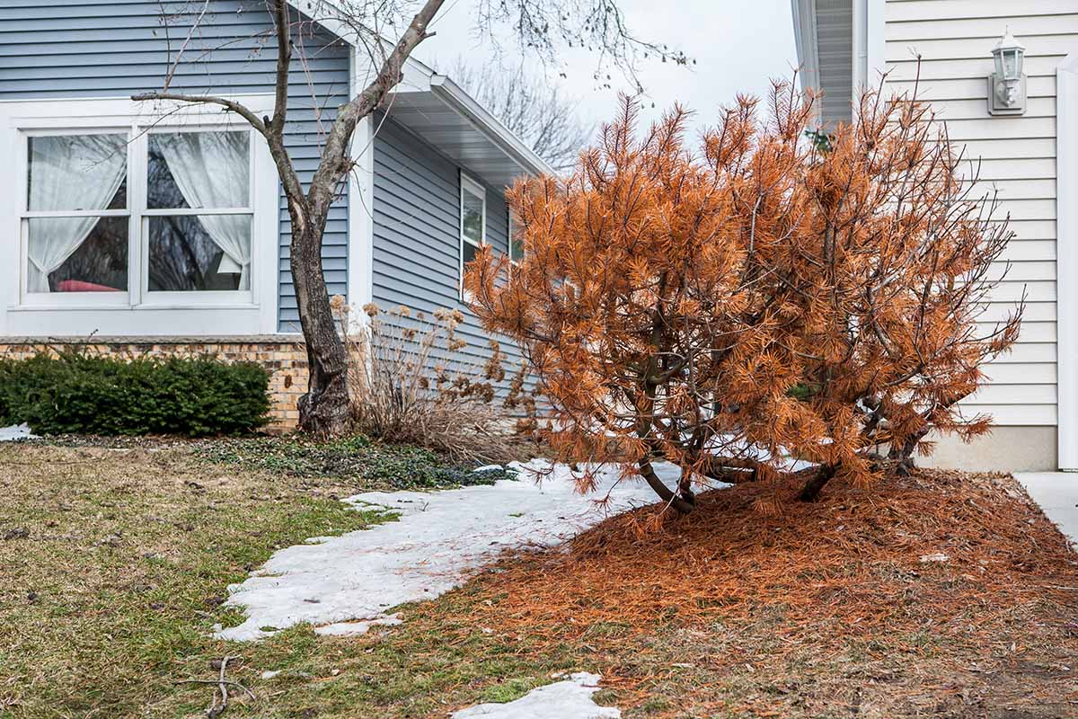 A horizontal image of an evergreen shrub that has turned brown with winter damage, outside a residence.