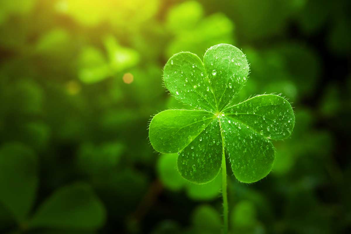 A close up horizontal image of a single oxalis leaf isolated on a green soft focus background.