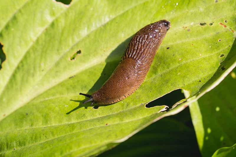 A close up horizontal image of a slug on a leaf in the garden.