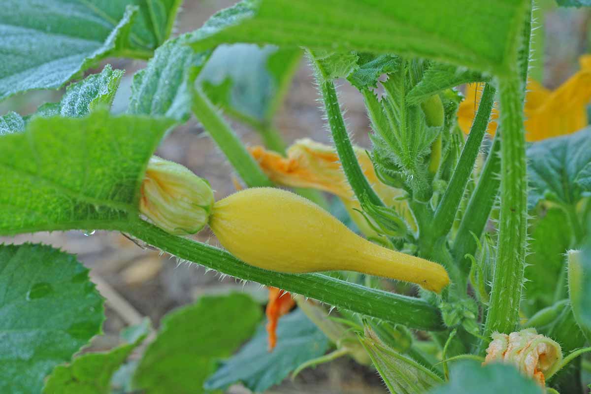 A close up horizontal image of a small crookneck squash fruit growing on the plant.