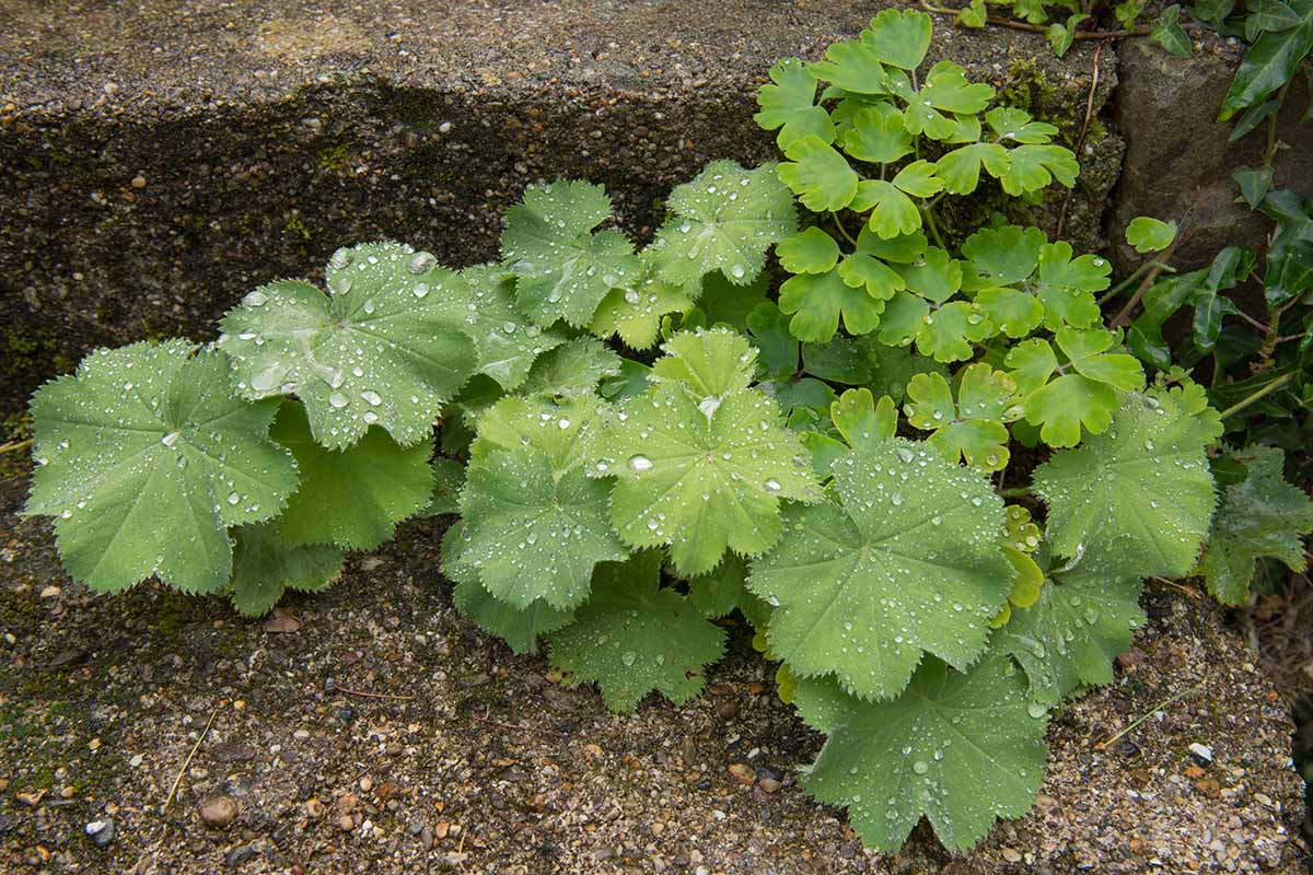 A close up horizontal image of a small Alchemilla mollis plant growing in a crevice between two rocks.
