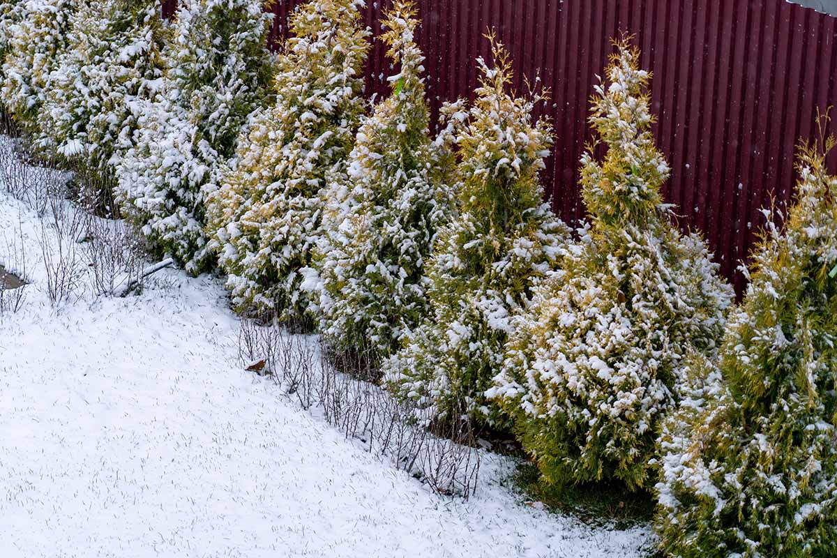 A horizontal image of a line of yellow thuja growing along a fence line, covered in a light dusting of snow.