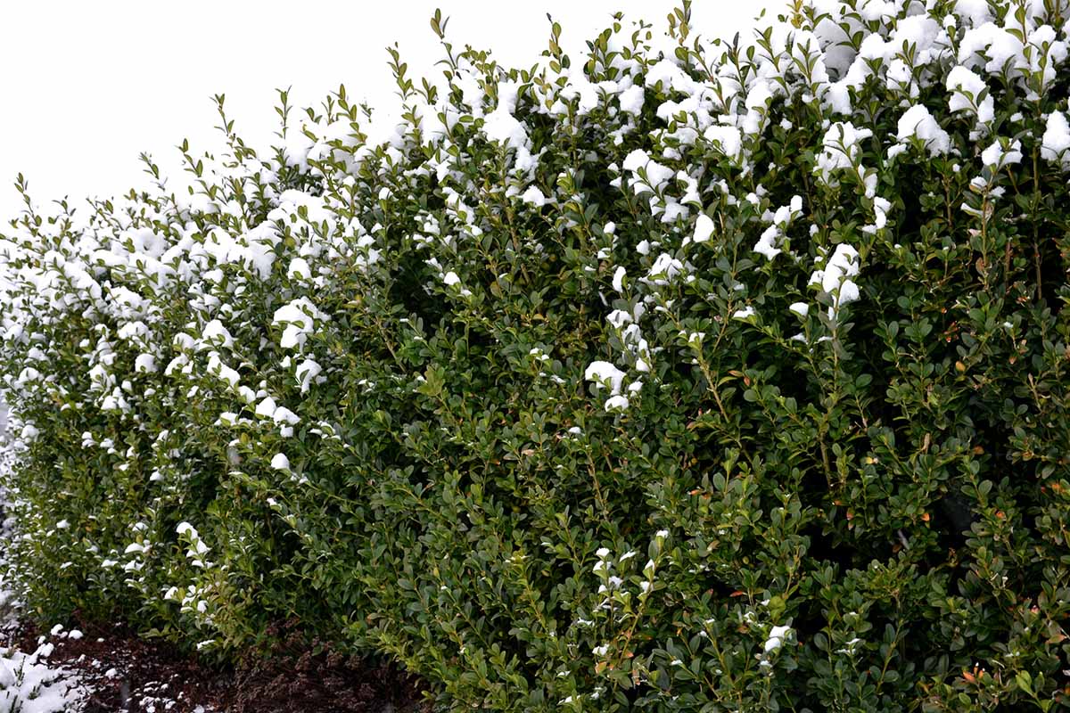 Uma imagem horizontal de uma cerca verde com uma camada de neve no inverno.
