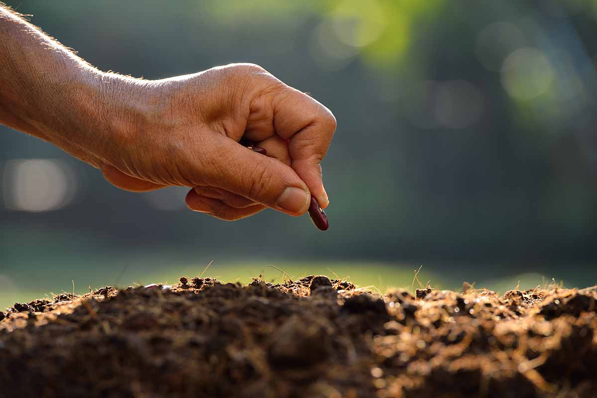 A close up horizontal image of a hand from the left of the frame sowing a single seed in the garden pictured in light sunshine on a soft focus background.