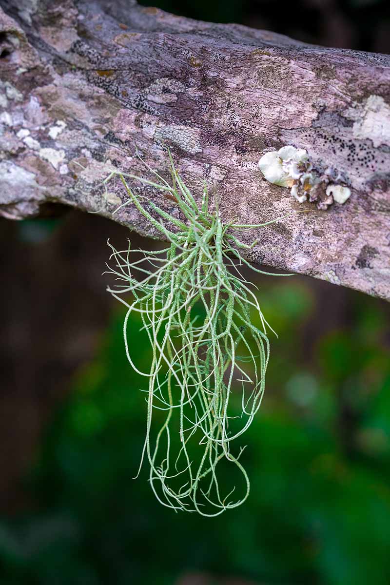 A close up vertical image of Tillansia usenoides aka Spanish moss growing from the branch of a tree pictured on a soft focus background.