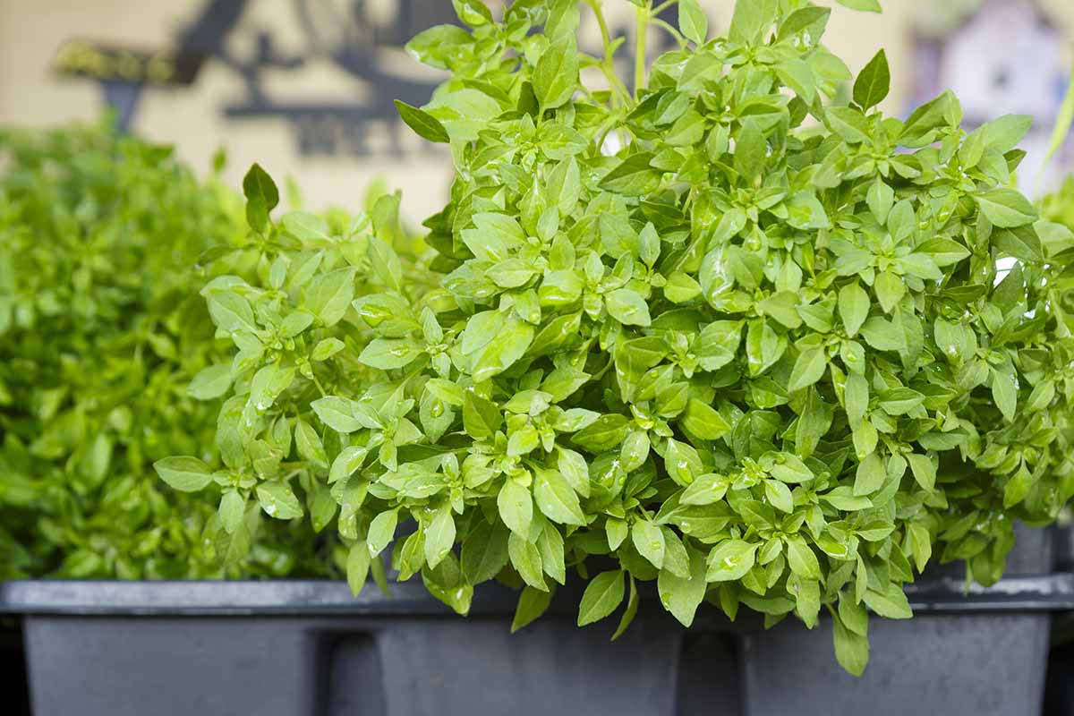 A close up horizontal image of 'Spicy Globe' basil growing in plastic containers.
