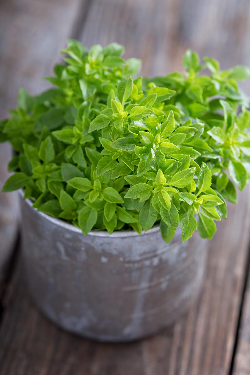 A close up vertical image of a 'Spicy Globe' basil plant (Ociumum basilicum var. minimum) growing in a small pot set on a wooden surface.