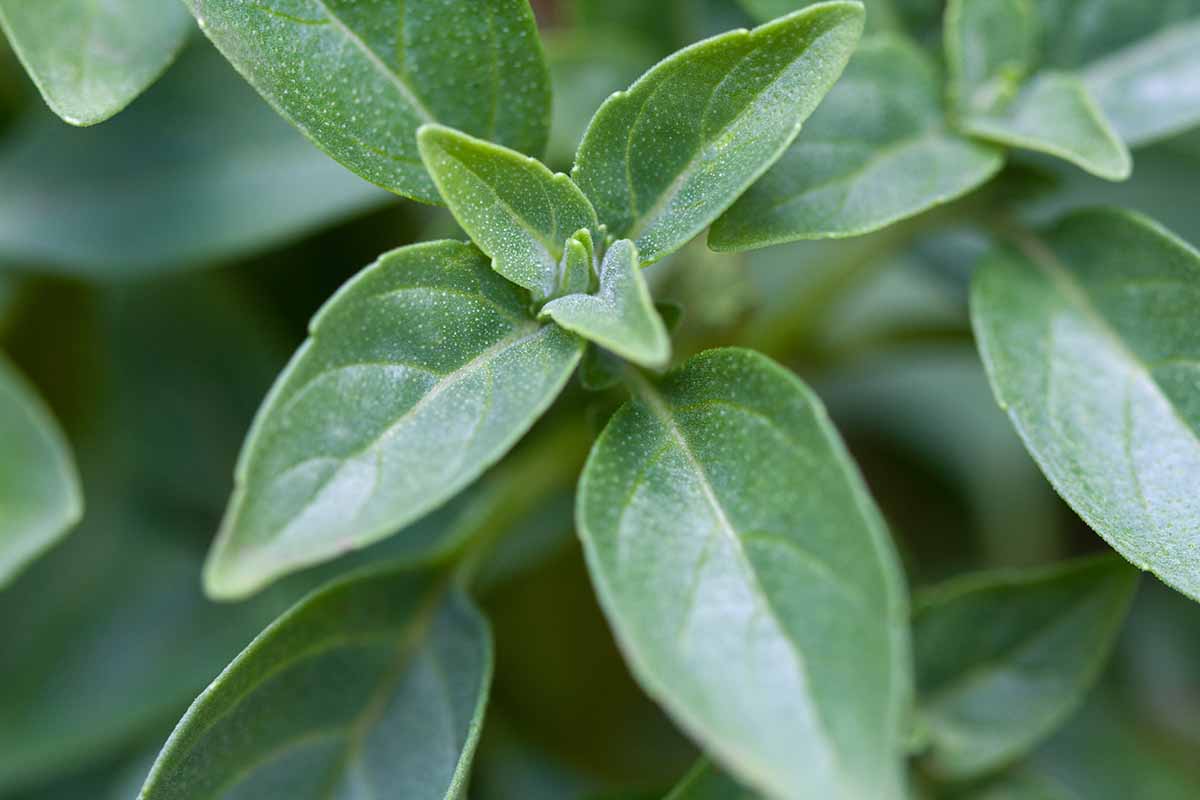 A close up horizontal image of the foliage of 'Spicy Globe' basil (Ocimum basilicum var. minimum) growing in the garden pictured on a soft focus background.