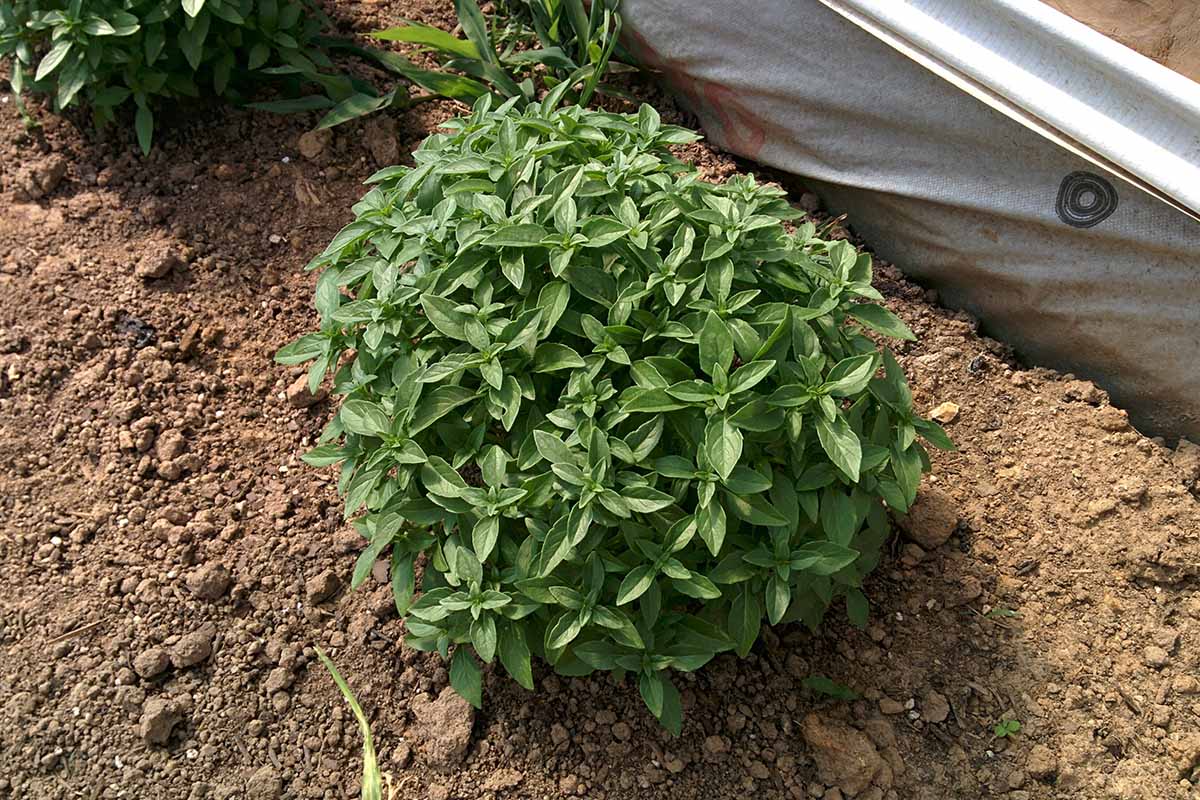 A close up horizontal image of the rounded shape of a 'Spicy Globe' basil plant growing in the home herb garden.