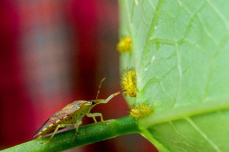 A close up horizontal image of a spined solider bug on the stem of a plant.