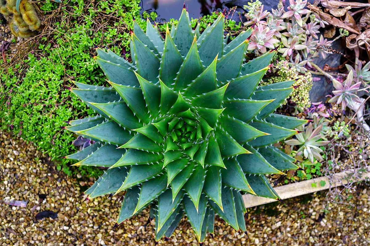 A close up top down horizontal image of a spiral aloe plant growing in the garden.