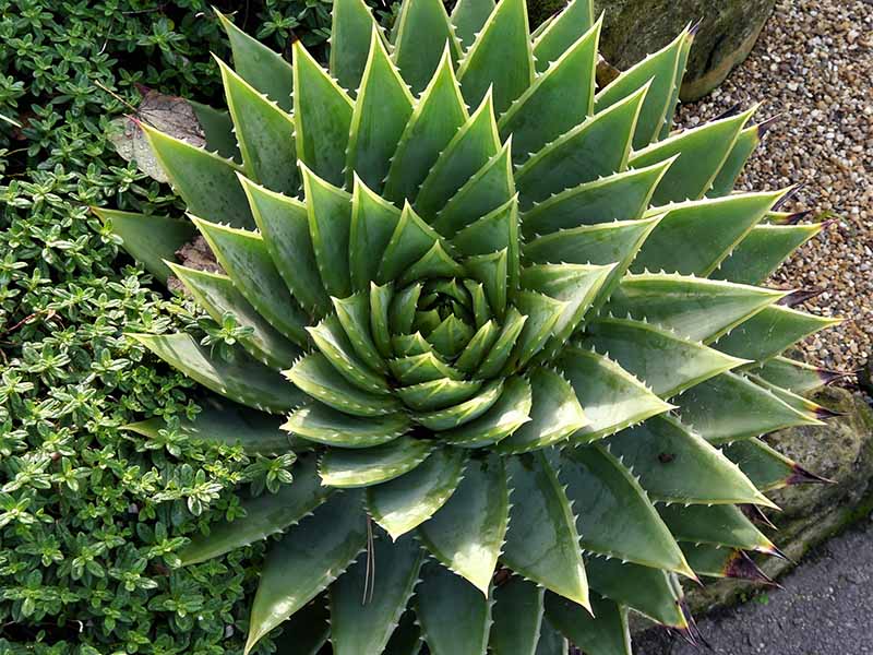 A close up horizontal image of a spiral aloe growing in a garden border.