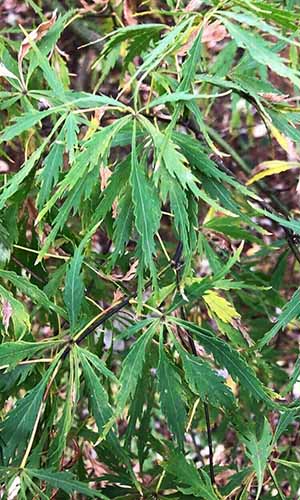 A close up of the deep green foliage of 'Spring Delight' Japanese maple growing in the garden.