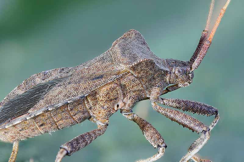 A close up horizontal image of a squash bug pictured on a soft focus background.