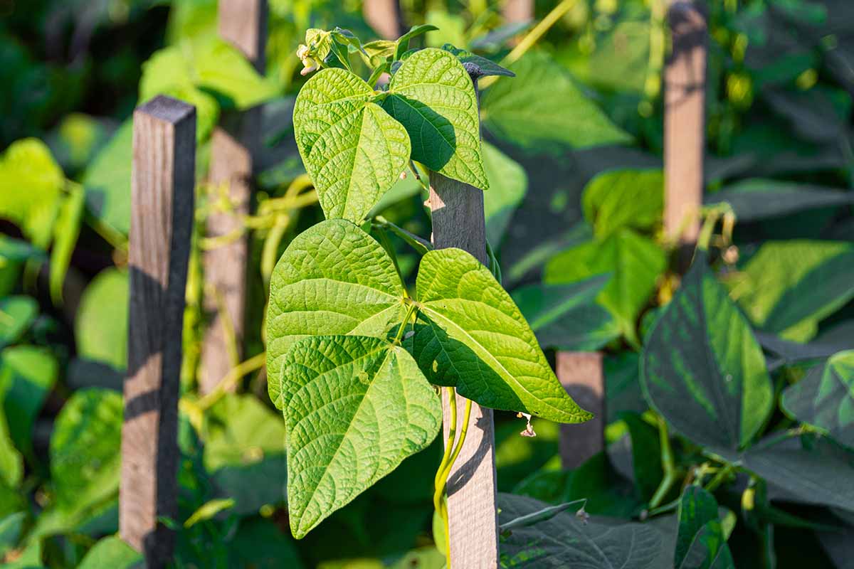 A close up horizontal image of staked pole beans growing in a sunny garden pictured on a soft focus background.