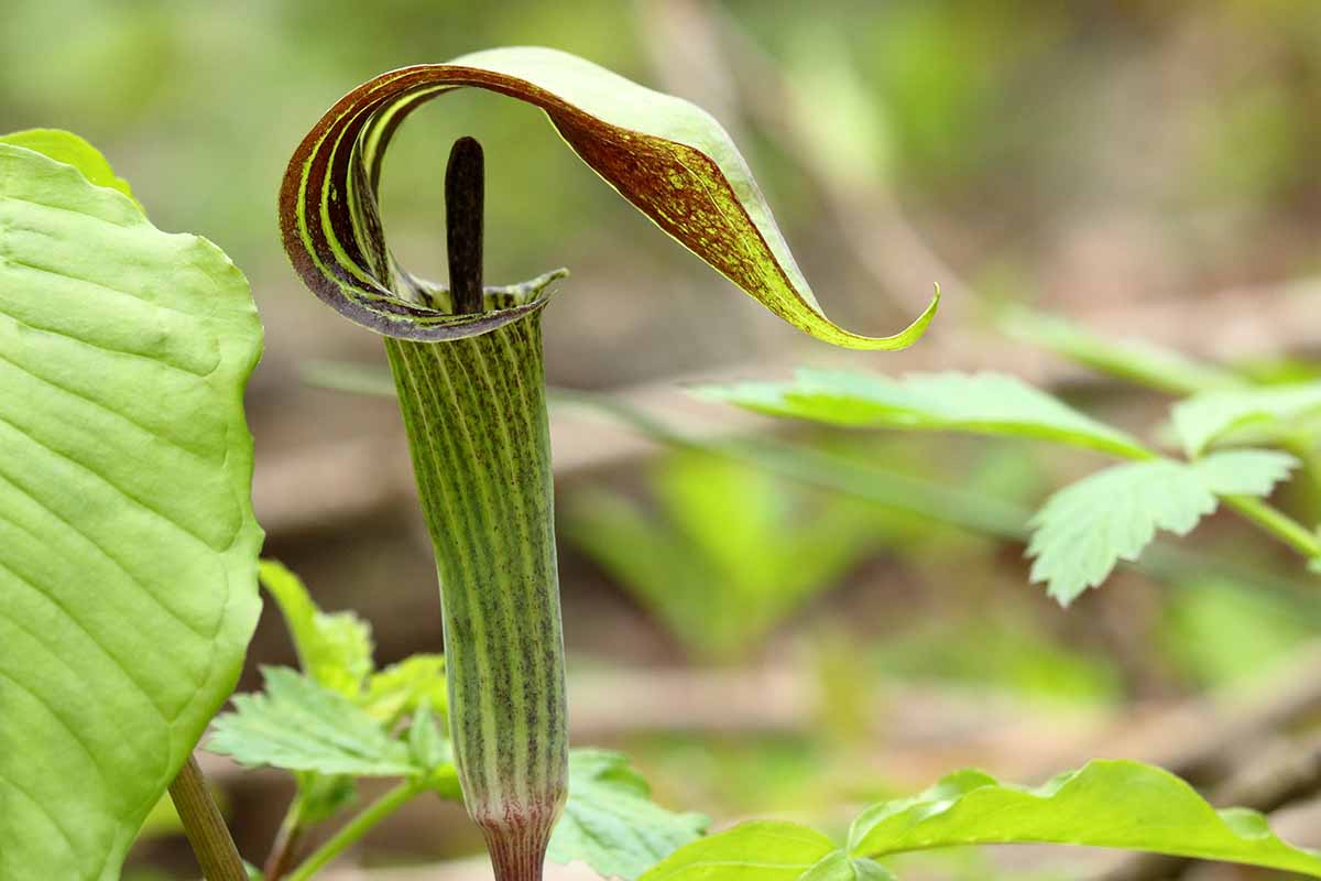 A close up side view of a green and maroon striped Arisaema triphyllum flower pictured on a soft focus background.