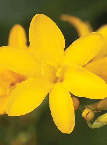 A close up of a bright yellow Crocosmia 'Tai Pan' flower pictured on a soft focus background.