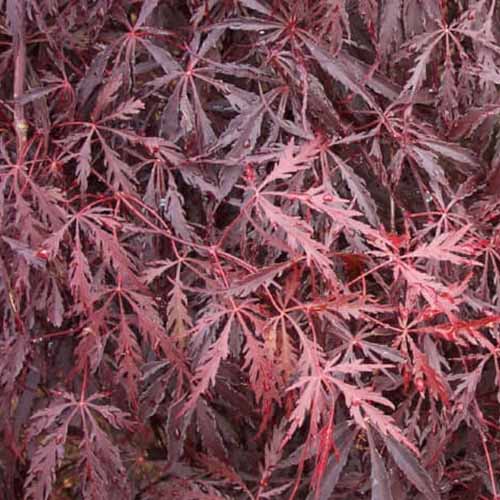 A close up square image of a Japanese maple tree with bright red foliage growing in the garden.