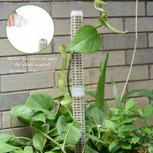 A close up square image of a plastic plant pole with a philodendron vine climbing up it.