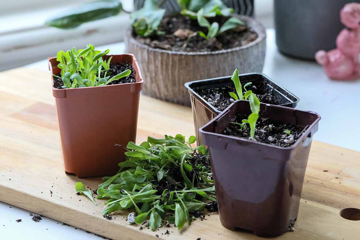 A close up horizontal image of plastic pots with seedlings being thinned set on a wooden surface.