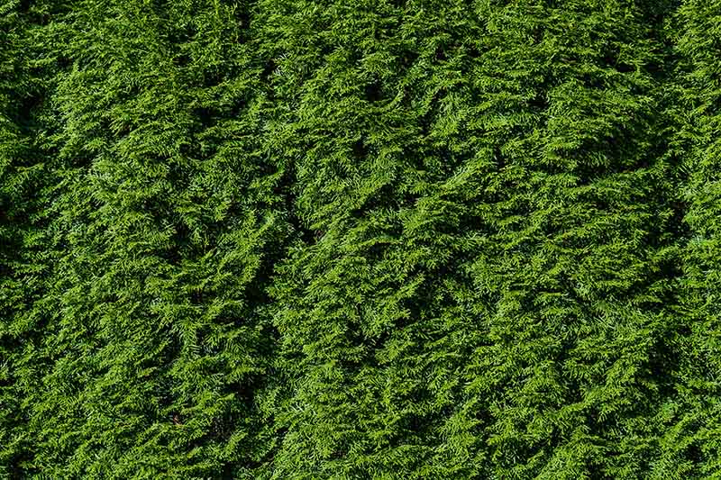 A close up horizontal image of the dense foliage of a mature arborvitae hedge.