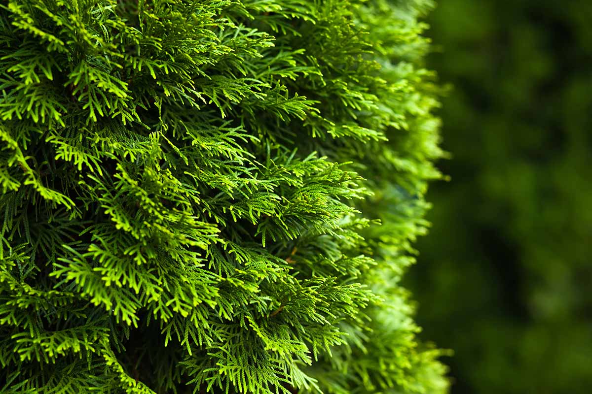 A close up horizontal image of the foliage of an arborvitae tree growing in the garden pictured in light sunshine on a soft focus background.