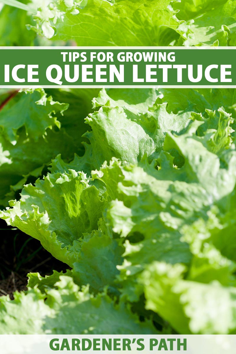 A close up vertical image of ice queen lettuce growing in the garden pictured in bright sunshine. To the top and bottom of the frame is green and white printed text.