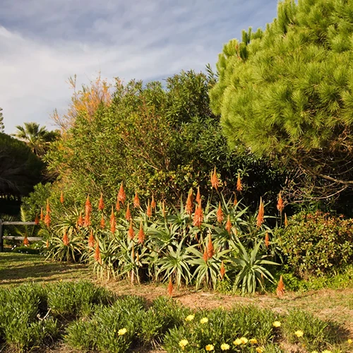 A square image of torch aloe plants growing outdoors in a garden border.