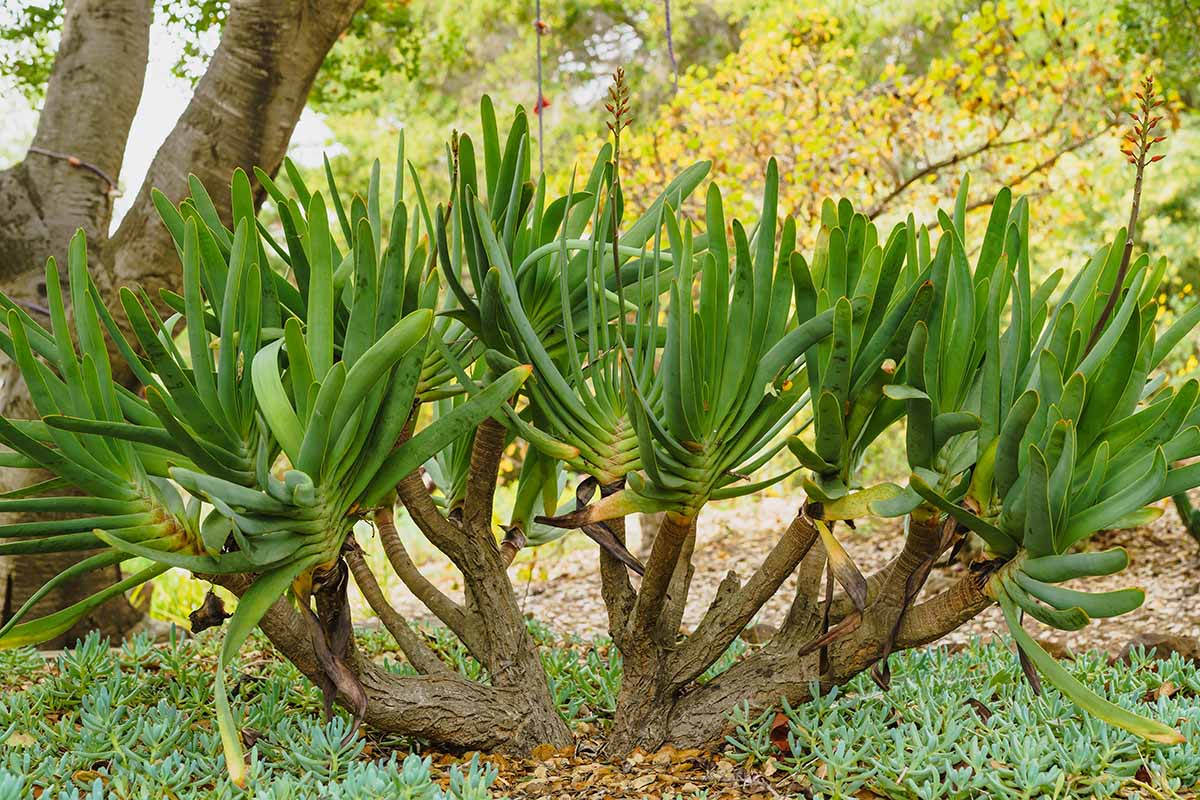 A close up horizontal image of a large Kumara plicatilis plant growing in the garden.